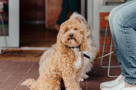 Image of fluffy dog outside Willing Coffee