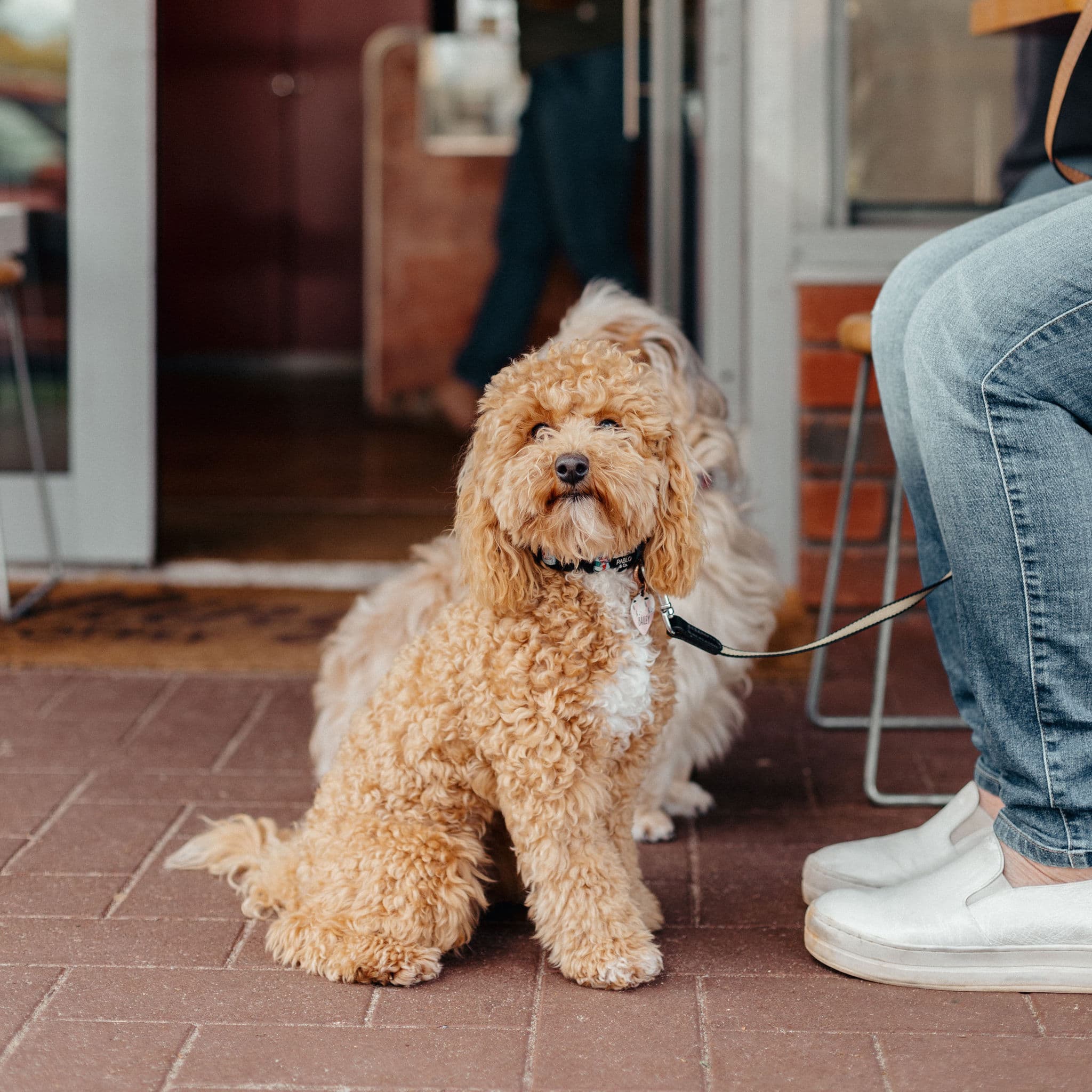 Cute dog sitting at Willing Coffee in Guildford